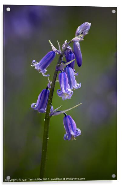 Bluebell Acrylic by Alan Tunnicliffe