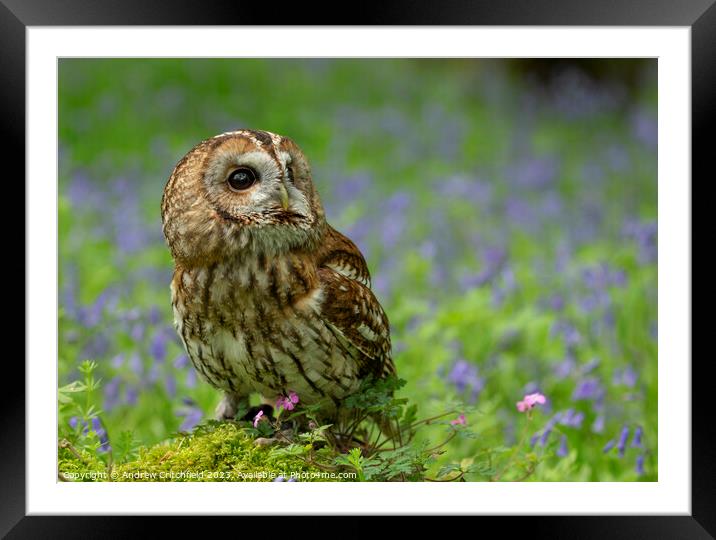 Enchanting Tawny Owl Amid Bluebells Framed Mounted Print by Andy Critchfield