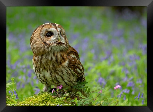 Enchanting Tawny Owl Amid Bluebells Framed Print by Andy Critchfield