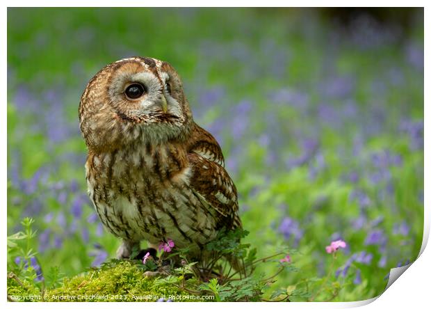 Enchanting Tawny Owl Amid Bluebells Print by Andy Critchfield