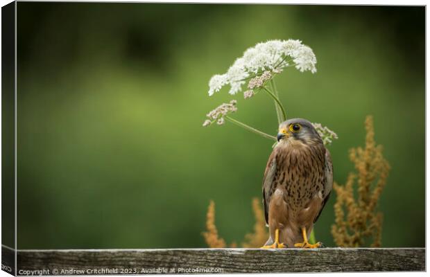 Kestrel Canvas Print by Andy Critchfield
