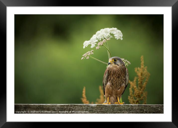 Kestrel Framed Mounted Print by Andy Critchfield