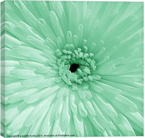Green Chrysanthemum Canvas Print by paulette hurley