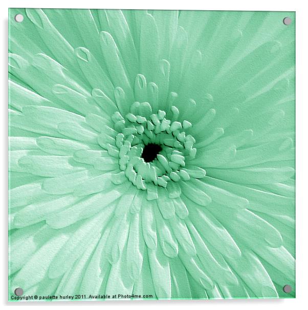 Green Chrysanthemum Acrylic by paulette hurley