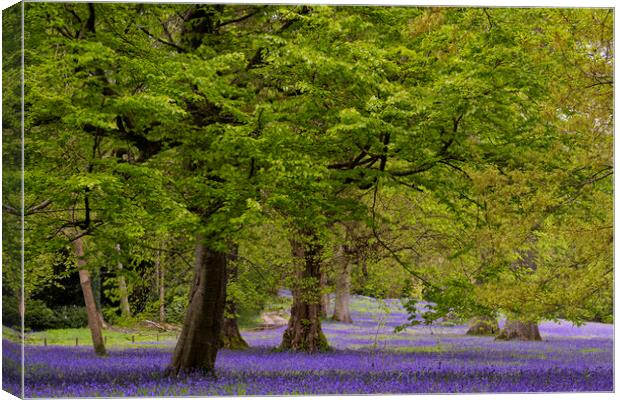 Enchanted Bluebell Wood in Cornwall Canvas Print by kathy white