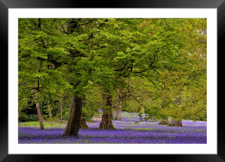 Enchanted Bluebell Wood in Cornwall Framed Mounted Print by kathy white
