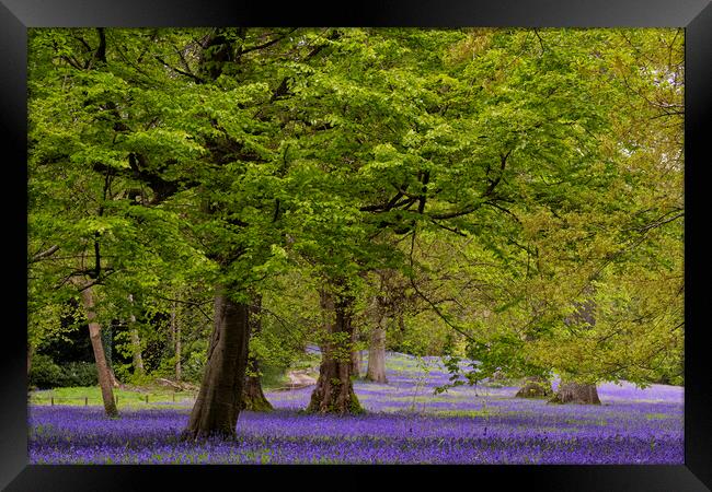 Enchanted Bluebell Wood in Cornwall Framed Print by kathy white