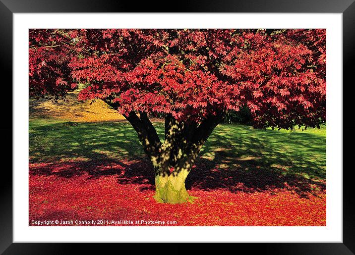 Japanese maple Framed Mounted Print by Jason Connolly