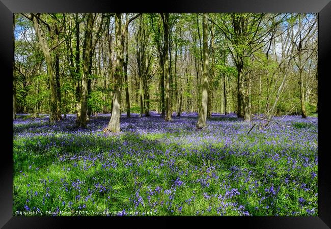 Bluebells in Ancient Woodlands Framed Print by Diana Mower