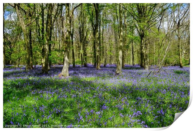 Bluebells in Ancient Woodlands Print by Diana Mower