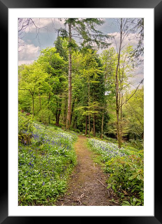 Pathway through English Bluebell Wood, Cornwall Framed Mounted Print by kathy white