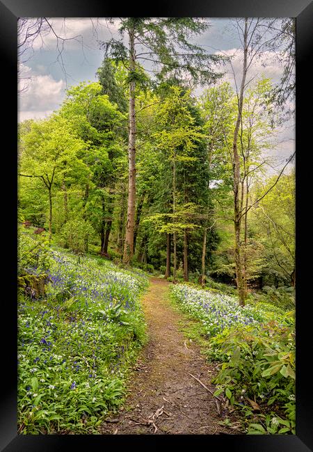 Pathway through English Bluebell Wood, Cornwall Framed Print by kathy white