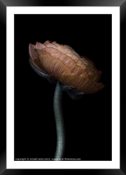 Peony Framed Mounted Print by Arnold Certa
