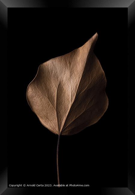 leaf Framed Print by Arnold Certa