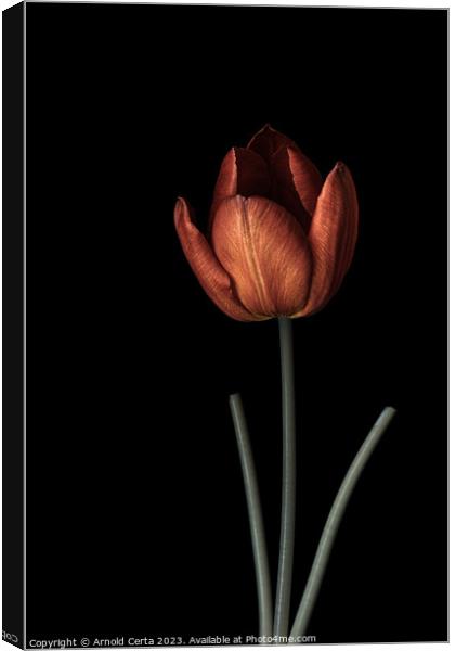 Tulip 1 Canvas Print by Arnold Certa