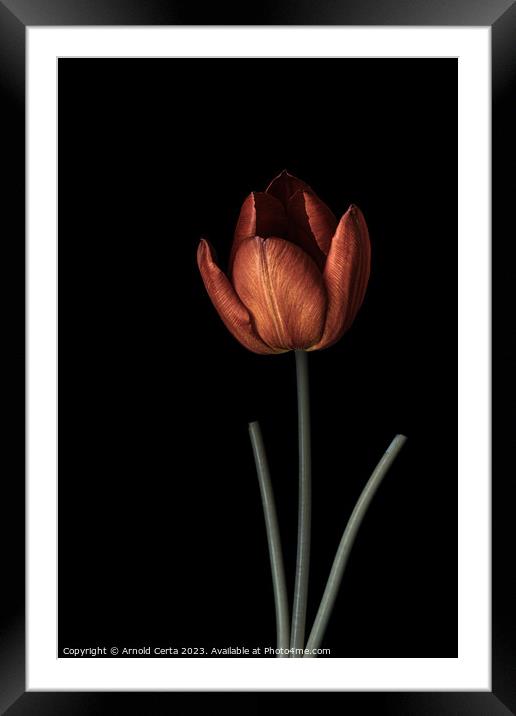 Tulip 1 Framed Mounted Print by Arnold Certa