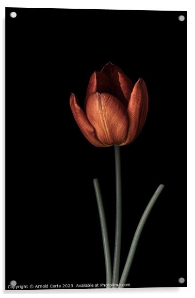 Tulip 1 Acrylic by Arnold Certa