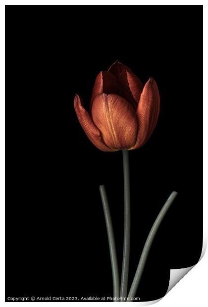 Tulip 1 Print by Arnold Certa