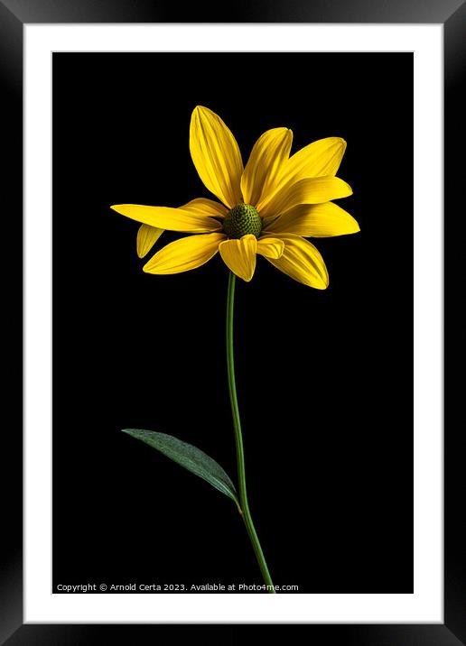 Yellow flower Framed Mounted Print by Arnold Certa