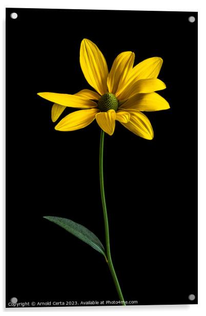 Yellow flower Acrylic by Arnold Certa