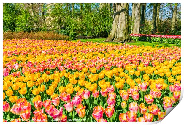 Keukenhof tulips Print by Beata Aldridge