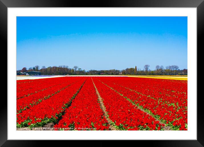 Red tulips Framed Mounted Print by Beata Aldridge