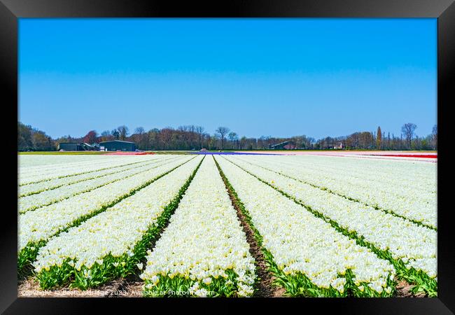 White tulips Framed Print by Beata Aldridge