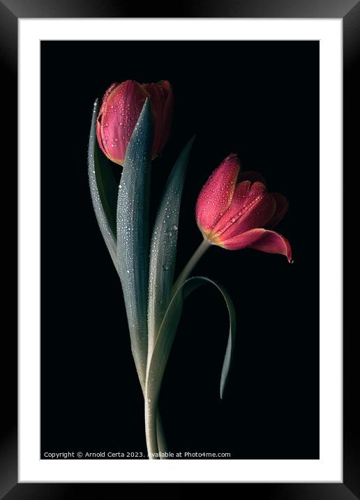 Red Tulips  Framed Mounted Print by Arnold Certa