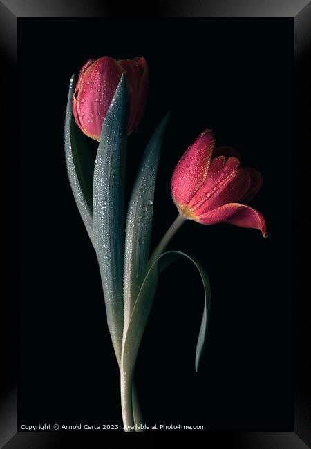 Red Tulips  Framed Print by Arnold Certa