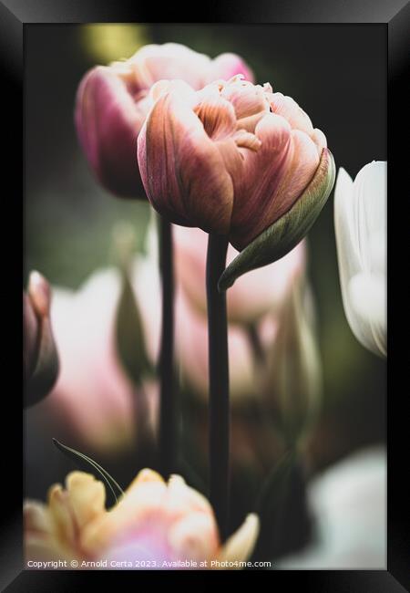 Tulip Framed Print by Arnold Certa