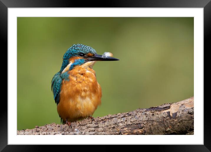 Kingfisher Framed Mounted Print by Andy Critchfield
