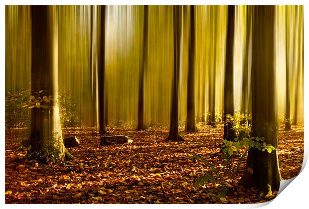Autumn fall beech woods Print by Izzy Standbridge
