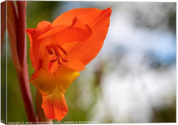 Parrot Gladiolus Canvas Print by Adrian Turnbull-Kemp