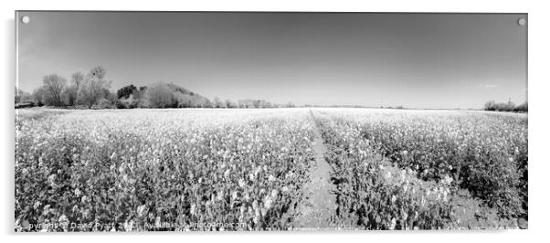 Somerset Fields Panorama Infrared Acrylic by David Pyatt