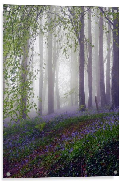 Beech and Bluebells Acrylic by David Neighbour