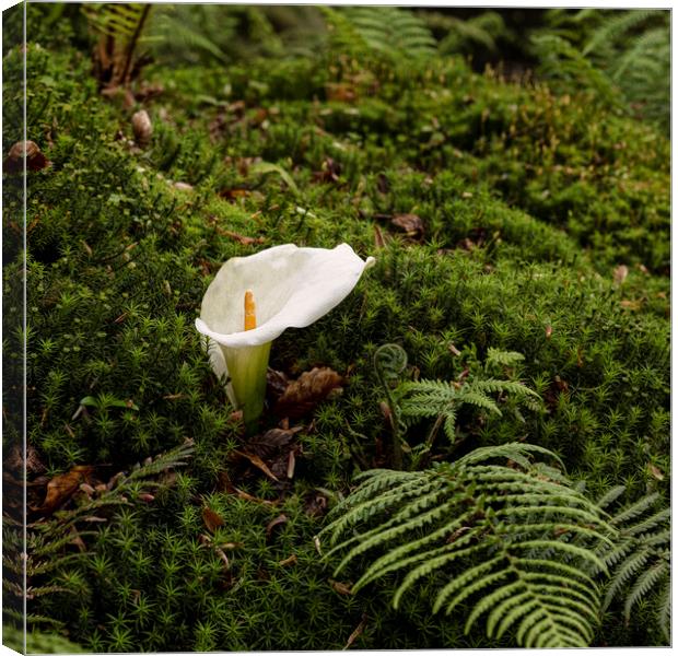 Arum Lily standing out in the crowd Canvas Print by kathy white
