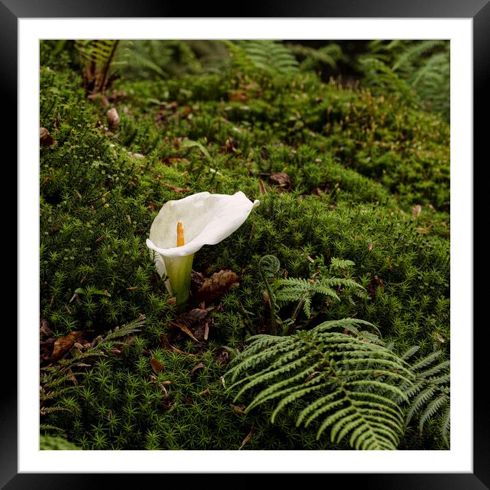 Arum Lily standing out in the crowd Framed Mounted Print by kathy white
