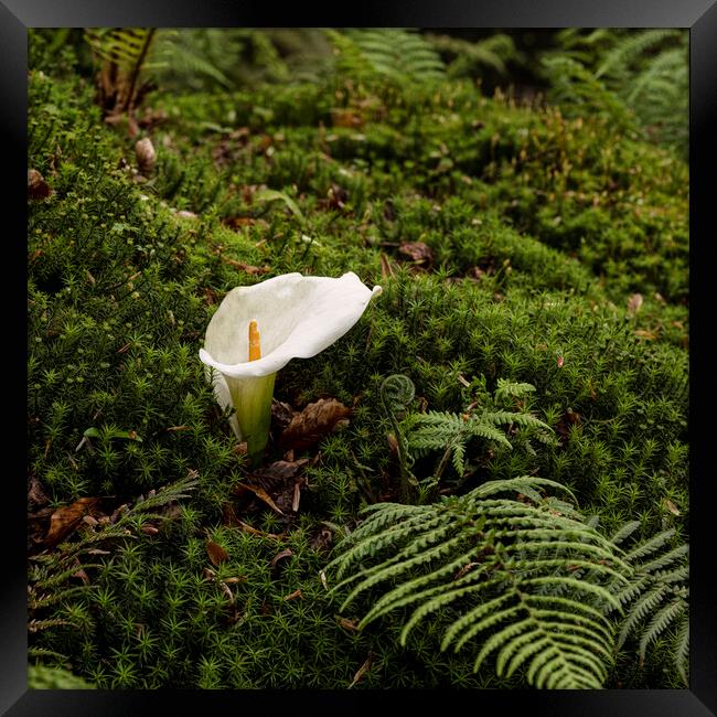 Arum Lily standing out in the crowd Framed Print by kathy white