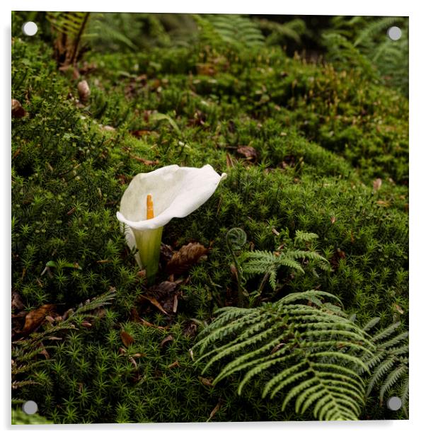 Arum Lily standing out in the crowd Acrylic by kathy white