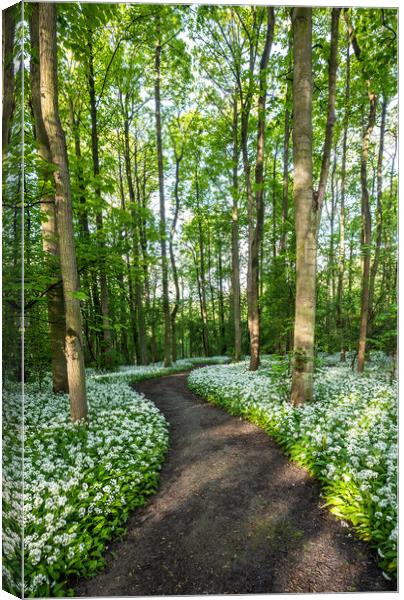 Woodland walk Canvas Print by Jason Thompson