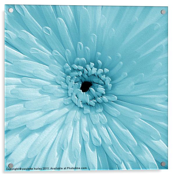 Blue Chrysanthemum Acrylic by paulette hurley