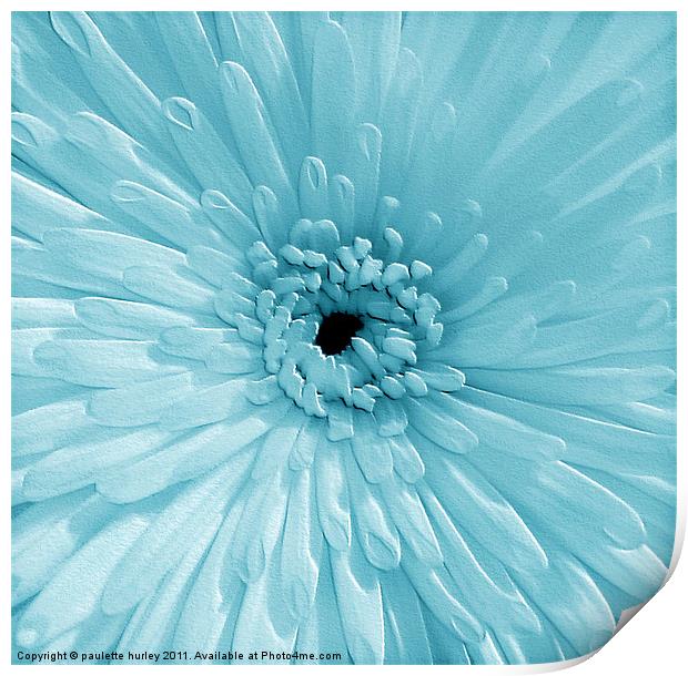 Blue Chrysanthemum Print by paulette hurley