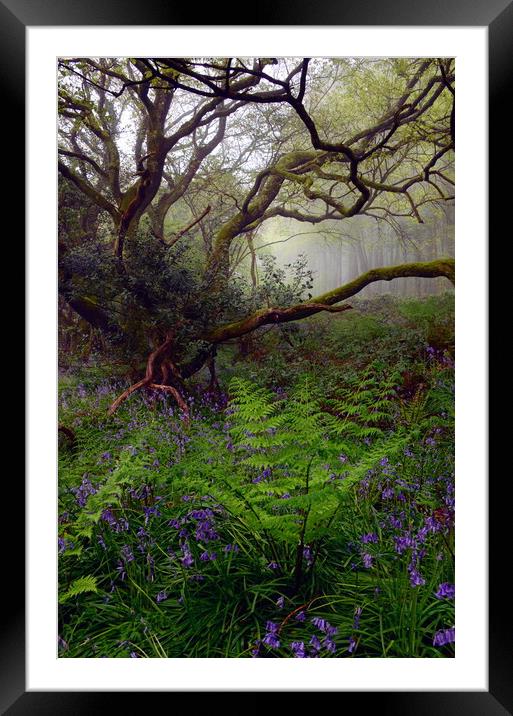 Dorset Woodland in Spring - Portrait Framed Mounted Print by David Neighbour