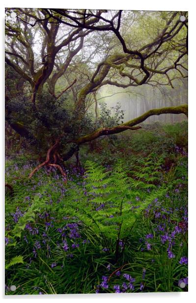 Dorset Woodland in Spring - Portrait Acrylic by David Neighbour
