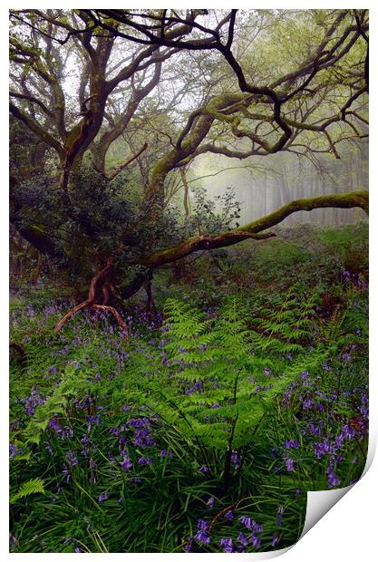 Dorset Woodland in Spring - Portrait Print by David Neighbour