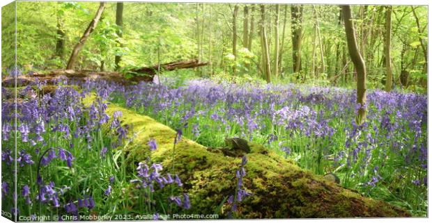 Bluebell woodland Canvas Print by Chris Mobberley