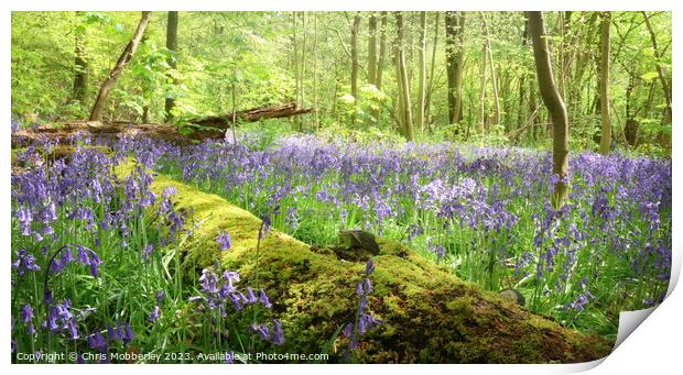 Bluebell woodland Print by Chris Mobberley