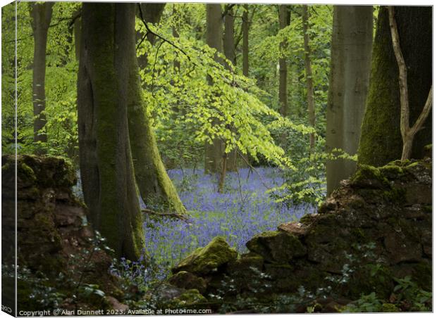 Bluebells over the wall Canvas Print by Alan Dunnett