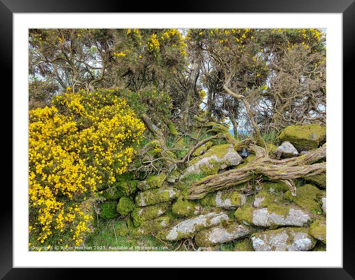 Enchanting Gorse Blooms on Dartmoor Framed Mounted Print by Roger Mechan