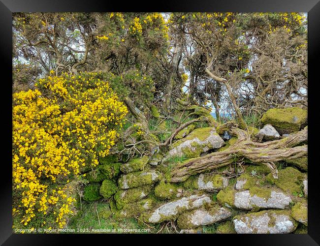 Enchanting Gorse Blooms on Dartmoor Framed Print by Roger Mechan